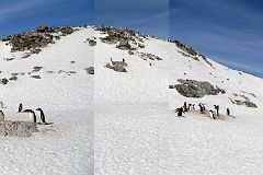 22A Panoramic View Of Gentoo Penguins On Cuverville Island On Quark Expeditions Antarctica Cruise.jpg